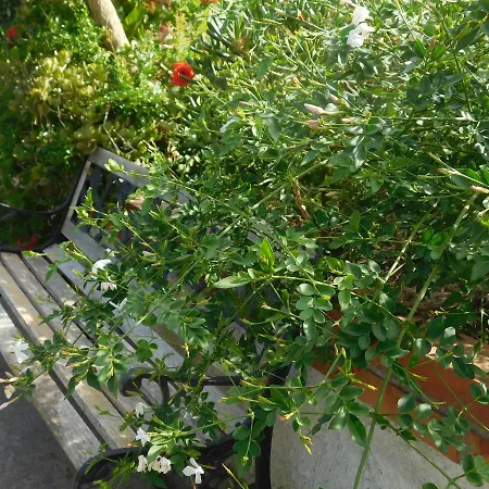 Bed & Breakfast Stella Marina Sea & Sun Cefalu