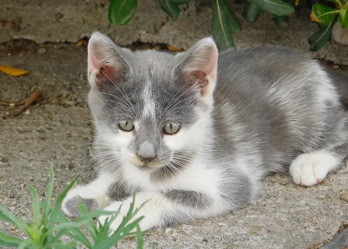 Stella Marina Sea & Sun 切法卢